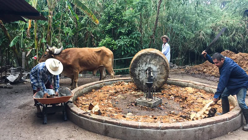 Maestros mezcaleros moliendo agave cocido con tahona de piedra tirada por un buey