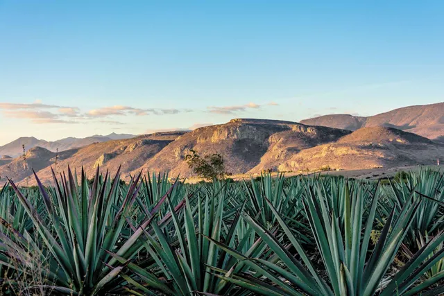 Campo de agave espadín al atardecer con los cerros de los Valles Centrales al fondo
