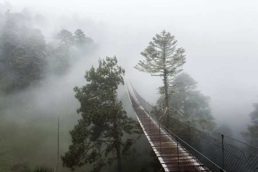 Puente colgante entre pinos cubiertos de niebla en la Sierra Norte de Oaxaca